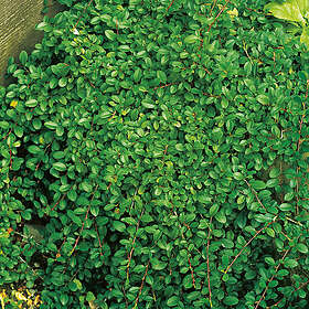 Omnia Garden Prydnadsbuske Småbladigt Krypoxbär 5st