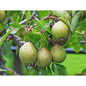 Omnia Garden Päronträd Pyrus Communis Gråpäron