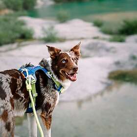 Woolly Wolf Alpha 360 Hundsele Blå/Grön (S)