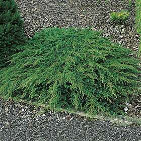 Omnia Garden Matt-en Green Carpet 30-35 cm