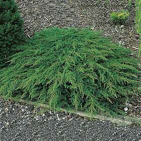 Omnia Garden Matt-en Green Carpet 30-35 cm