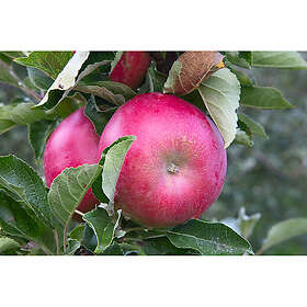 Omnia Garden Äppelträd Malus Domestica Mio E 101779UO