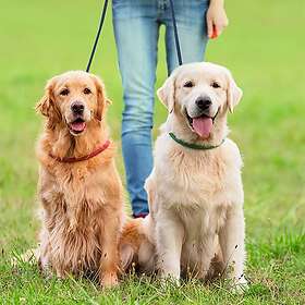 24.se Dubbelt hundkoppel