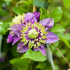 Omnia Garden Klätterväxt Vintergrön Klematis Taiga 40-60 cm GTG23622