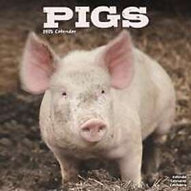 Pigs Calendar 2025 Square Farm Animal Wall Calendar 16 Month