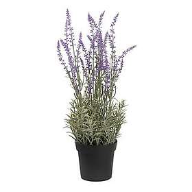 Nord Lavedel I Potte 16X16X45 CM