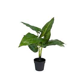 Nord Philodendron Plante 30X30X46 CM
