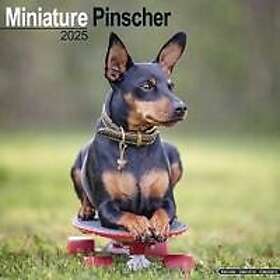 Miniature Pinscher Calendar 2025 Square Dog Breed Wall Calendar 16 Month