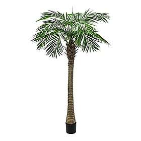 Europalms Phoenix Palm Tree Luxor 210 Cm 82510721