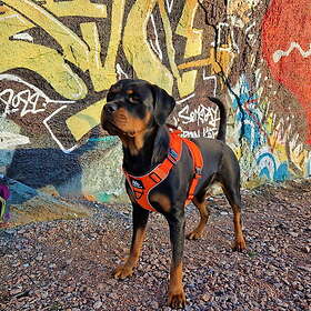 Active Cerberos Rescue Hundsele Orange (XL)