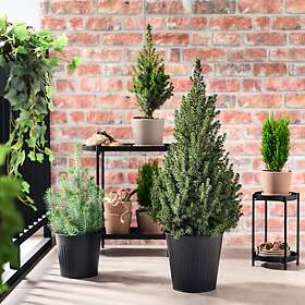 IKEA PICEA GLAUCA CONICA krukväxt 23 cm