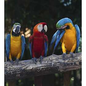 Dimex Tapet Colourful Macaw