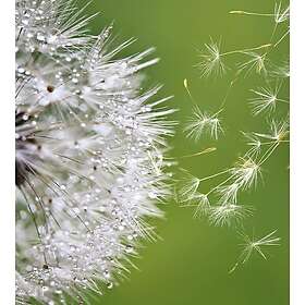 Dimex Tapet Blowing Dandelion