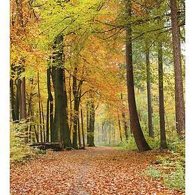 Dimex Tapet Autumn Forest