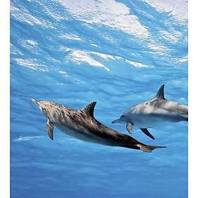 Dimex Tapet Dolphins