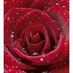 Dimex Tapet Red Rose