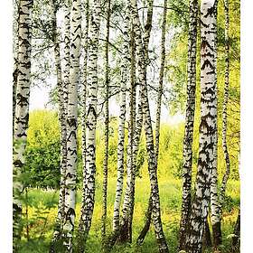 Dimex Tapet Birch Forest