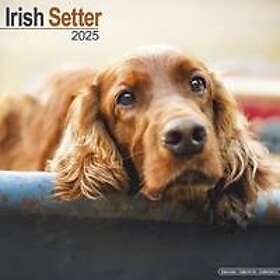 Irish Setter Calendar 2025 Square Dog Breed Wall Calendar 16 Month