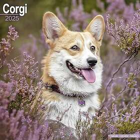 Corgi Calendar 2025 Square Dog Breed Wall Calendar 16 Month