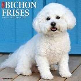 Just Bichons Frises 2025 12 X 12 Wall Calendar