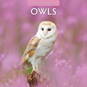 Owls 2025 Square Wall Calendar