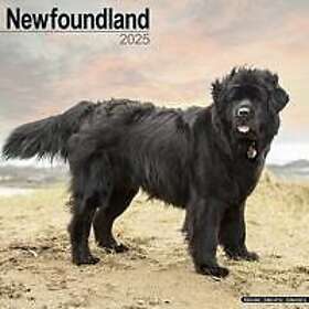 Newfoundland Calendar 2025 Square Dog Breed Wall Calendar 16 Month