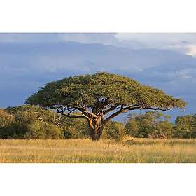 Dimex Tapet Acacia Tree