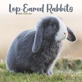 Rabbits Lop Eared Calendar 2025 Square Animal Wall Calendar 16 Month