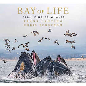 Bay of Life (inbunden, eng)