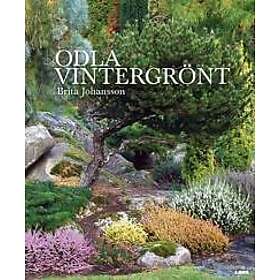 Odla vintergrönt