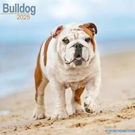 Bulldog Calendar 2025 Square Dog Breed Wall Calendar 16 Month