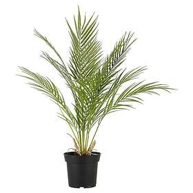 Clas Ohlson Palm konstväxt, 64 cm