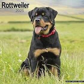 Rottweiler Calendar 2025 Square Dog Breed Wall Calendar 16 Month