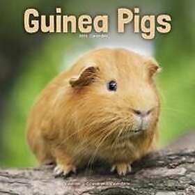 Guinea Pigs Calendar 2025 Square Animal Wall Calendar 16 Month