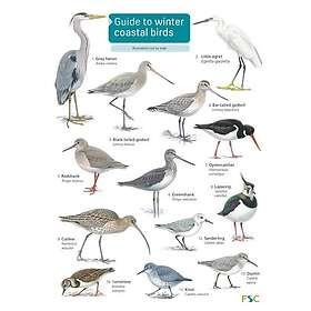 Guide to winter coastal birds