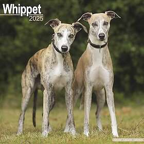 Whippet Calendar 2025 Square Dog Breed Wall Calendar 16 Month