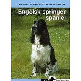 Engelsk springer spaniel