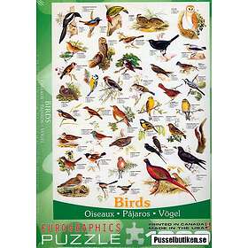 Eurographics : Birds (1000)