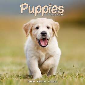 Puppies Calendar 2025 Square Animal Wall Calendar 16 Month