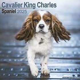 Cavalier King Charles Calendar 2025 Square Dog Breed Wall Calendar 16 Month