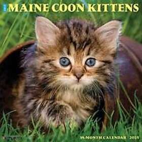 Just Maine Coon Kittens 2025 12 X 12 Wall Calendar