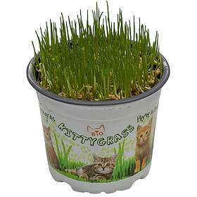 Imazo Kittygrass Kattgräs Bio 10 cm kruka