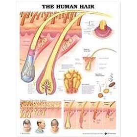 The Human Hair Anatomical Chart