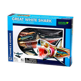 Great White Shark