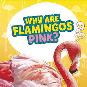 Why Are Flamingos Pink? (inbunden, eng)