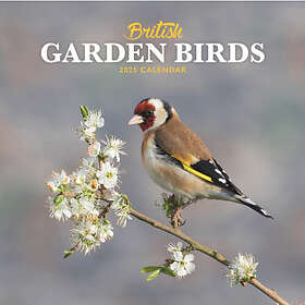 British Garden Birds Square Mini Calendar 2025