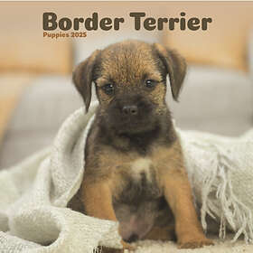 Border Terrier Puppies Square Mini Calendar 2025