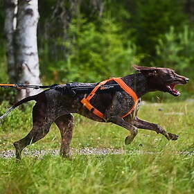 Non-Stop Dogwear Freemotion 5,0 Dragsele Orange & Svart (3)