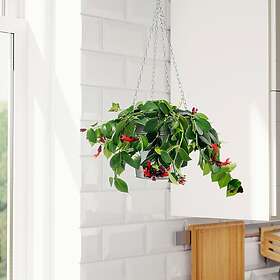 IKEA AESCHYNANTHUS krukväxt 15 cm