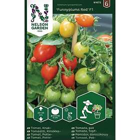 Nelson Garden Frø cherryomat potte Funnyplums Red